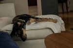 Un Chien Léopard Catahoula allongé sur un canapé et semblant dormir