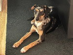 Un Chien Léopard Catahoula allongé sur une moquette