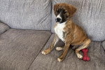 Un Chien Léopard Catahoula assis sur un canapé