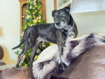 Un Chien Léopard Catahoula sur un canapé et portant un collier autour du cou