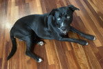 Un Chien Léopard Catahoula allongé sur un parquet