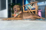 Un Chien Léopard Catahoula allongé sur un tapis