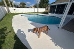 Un Chien Léopard Catahoula au bord d'une piscine et portant un collier autour du cou