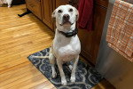Un Chien Léopard Catahoula assis et regardant vers la caméra