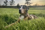 Un Chien Léopard Catahoula allongé sur un terrain herbeux et portant un collier autour du cou