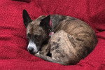 Un Chien Léopard Catahoula allongé sur une couverture rouge