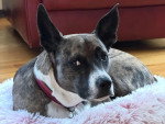 Un Chien Léopard Catahoula allongé sur un panier poilu et portant un collier autour du cou