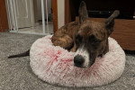 Un Chien Léopard Catahoula allongé sur un panier poilu