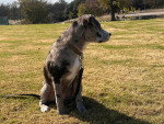 Un Chien Léopard Catahoula assis sur une surface herbacée