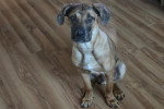 Un Chien Léopard Catahoula assis sur un parquet 