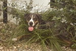 Un Chien Léopard Catahoula allongé sur un buisson d'herbes 