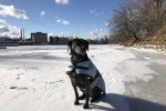 Un Chien Léopard Catahoula assis sur une surface enneigée et portant un gilet 