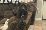 Un Chien Léopard Catahoula allongé sur un canapé
