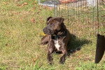 Un Chien Léopard Catahoula allongé sur un terrain herbeux