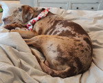 Un Chien Léopard Catahoula allongé sur un lit