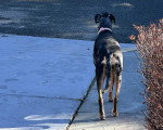 Un Chien Léopard Catahoula dans la rue et portant un collier autour du cou