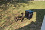 Un Chien Léopard Catahoula sur un terrain herbeux et portant un collier autour du cou 