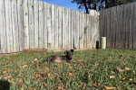 Un Chien Léopard Catahoula allongé dans un enclos