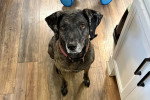 Un Chien Léopard Catahoula assis sur un parquet et portant un collier autour du cou