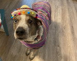 Un Chien Léopard Catahoula sur un parquet et portant un costume pour chien 
