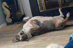 Un Chien Léopard Catahoula allongé de dos sur un parquet
