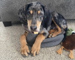 Un Chien Léopard Catahoula allongé et regardant vers la caméra