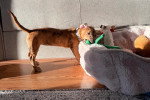 Un Chien Léopard Catahoula mordant un panier poilu
