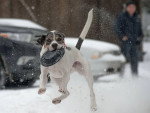 Un Chien Léopard Catahoula courant sur une surface enneigée et tenant une assiette dans la gueule