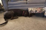 Un Chien Léopard Catahoula allongé sur une moquette