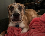 Un Chien Léopard Catahoula allongé sur un lit et portant un collier autour du cou