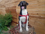 Un Chien Léopard Catahoula sur un tronc d'arbre coupé