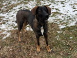 Un Chien Léopard Catahoula sur un terrain herbeux