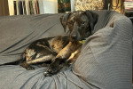 Un Chien Léopard Catahoula allongé sur un canapé