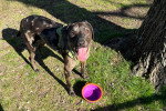 Un Chien Léopard Catahoula au pied d'un arbre et tirant la langue