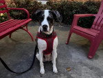 Un Chien Léopard Catahoula assis portant un harnais et tenu en laisse