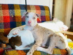 Deux Chiens Léopard Catahoula allongés sur un canapé