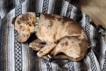 Un Chien Léopard Catahoula allongé sur un tapis et portant un collier autour du cou