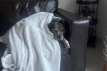Un Chien Léopard Catahoula allongé sur un canapé et recouvert d'une couverture