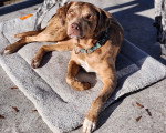 Un Chien Léopard Catahoula allongé sur un tapis et portant un collier autour du cou
