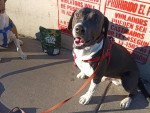 Un Chien Léopard Catahoula assis et tenu en laisse