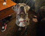 Un Chien Léopard Catahoula assis sur un tapis et portant un collier autour du cou