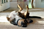 Un Chien Léopard Catahoula allongé de dos sur un tapis