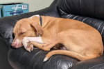 Un Chien Léopard Catahoula allongé sur un canapé et portant un collier autour du cou