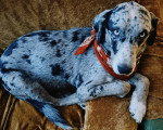 Un Chien Léopard Catahoula allongé sur un canapé et portant un foulard autour du cou