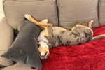 Un Chien Léopard Catahoula allongé sur un canapé