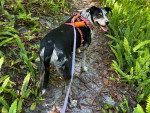 Un Chien Léopard Catahoula sur un sentier et tenu en laisse