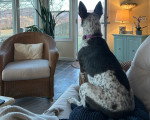 Un Chien Léopard Catahoula assis sur un canapé et admirant la cour