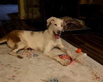 Un Chien Léopard Catahoula allongé sur un tapis et portant un collier autour du cou