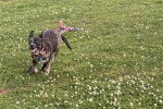Un Chien Léopard Catahoula courant sur un terrain herbeux