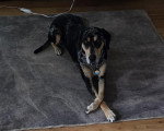 Un Chien Léopard Catahoula allongé sur un tapis et portant un collier autour du cou